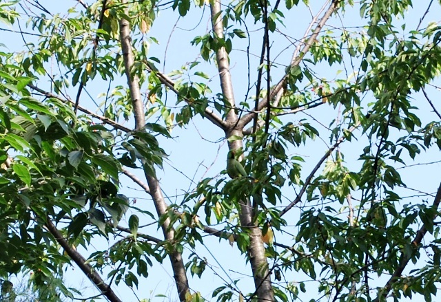 Parrocchetto dal collare f
